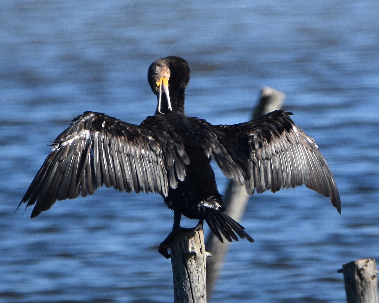 cormorant grooming wings free photo