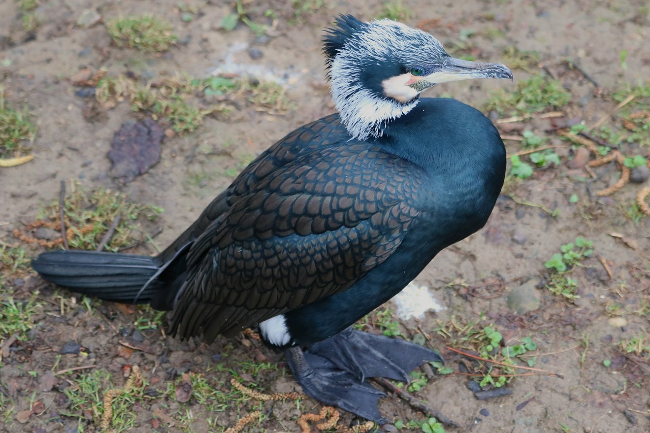 cormorant bird water bird free photo