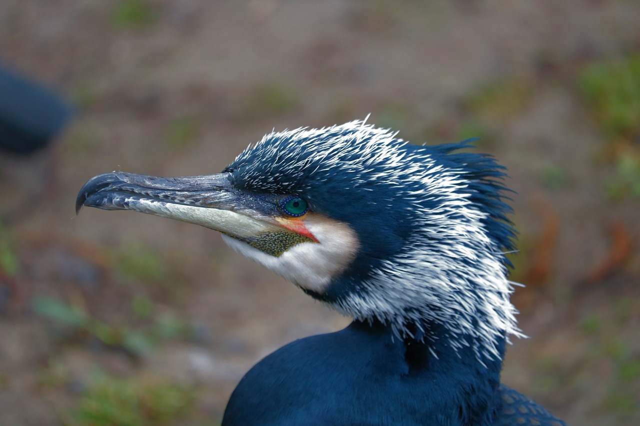 cormorant bird water bird free photo