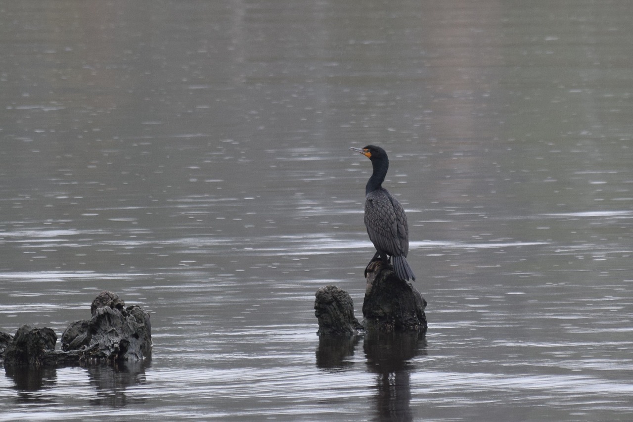 cormorant bird nature free photo