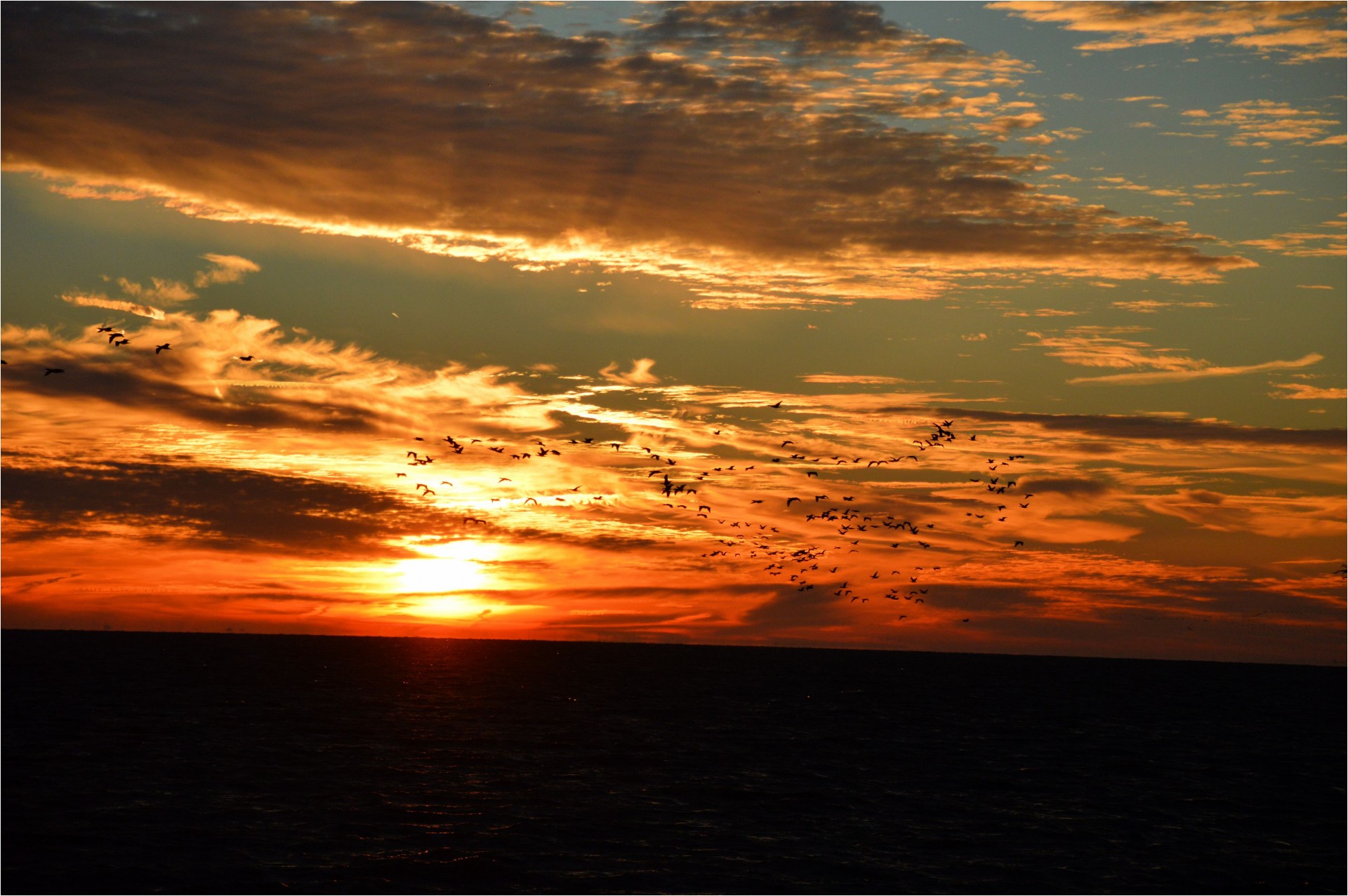 panorama birds sunrising free photo