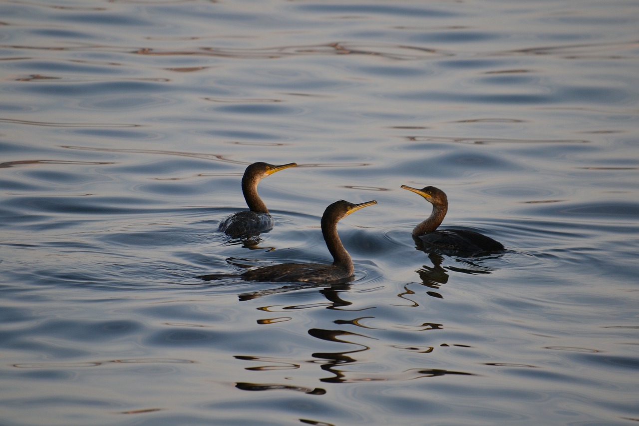 cormorant water bird bird free photo