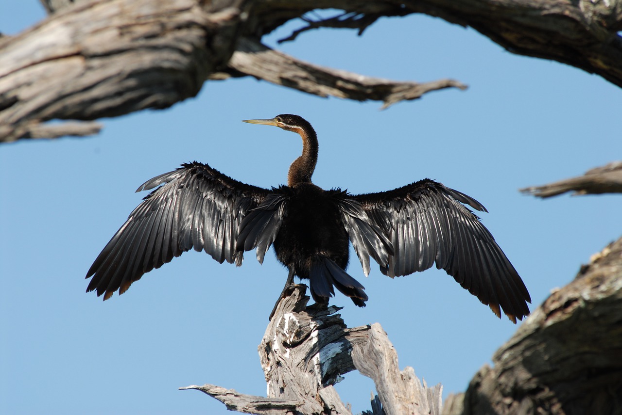 cormorant bird drying free photo