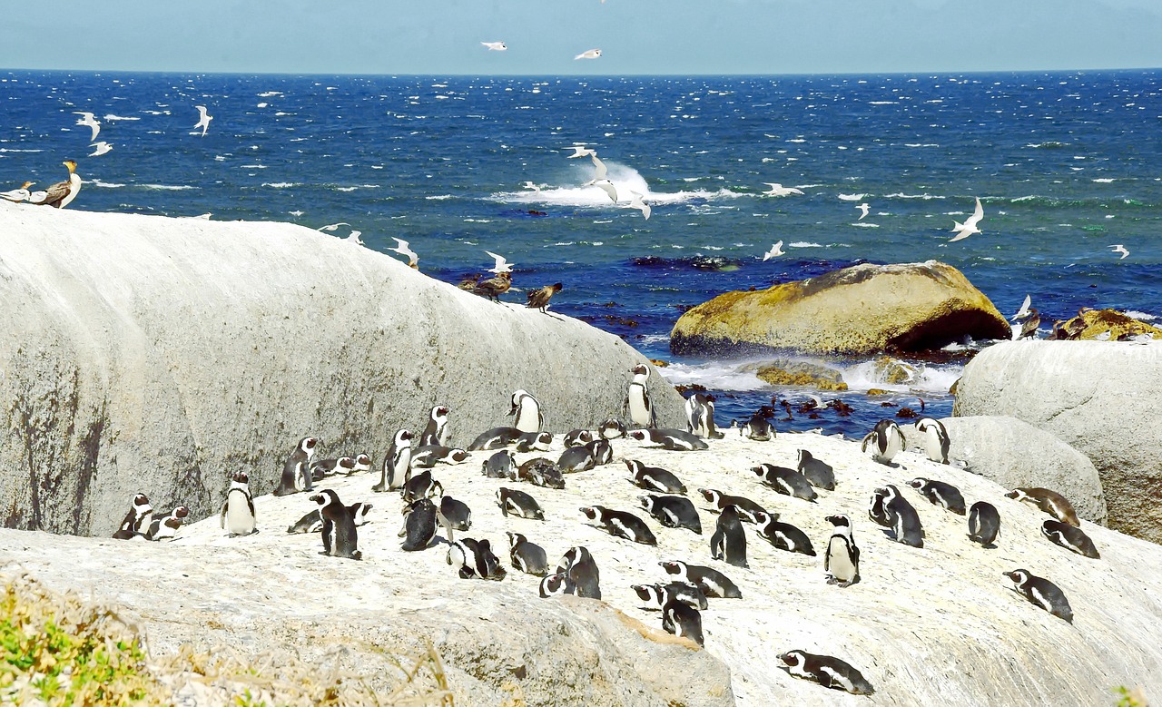 cormorant south africa penguins free photo