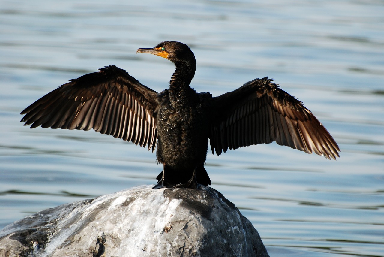 cormorant bird wildlife free photo