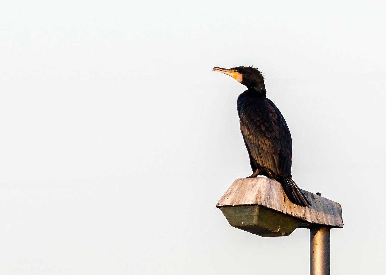 cormorant bird water bird free photo