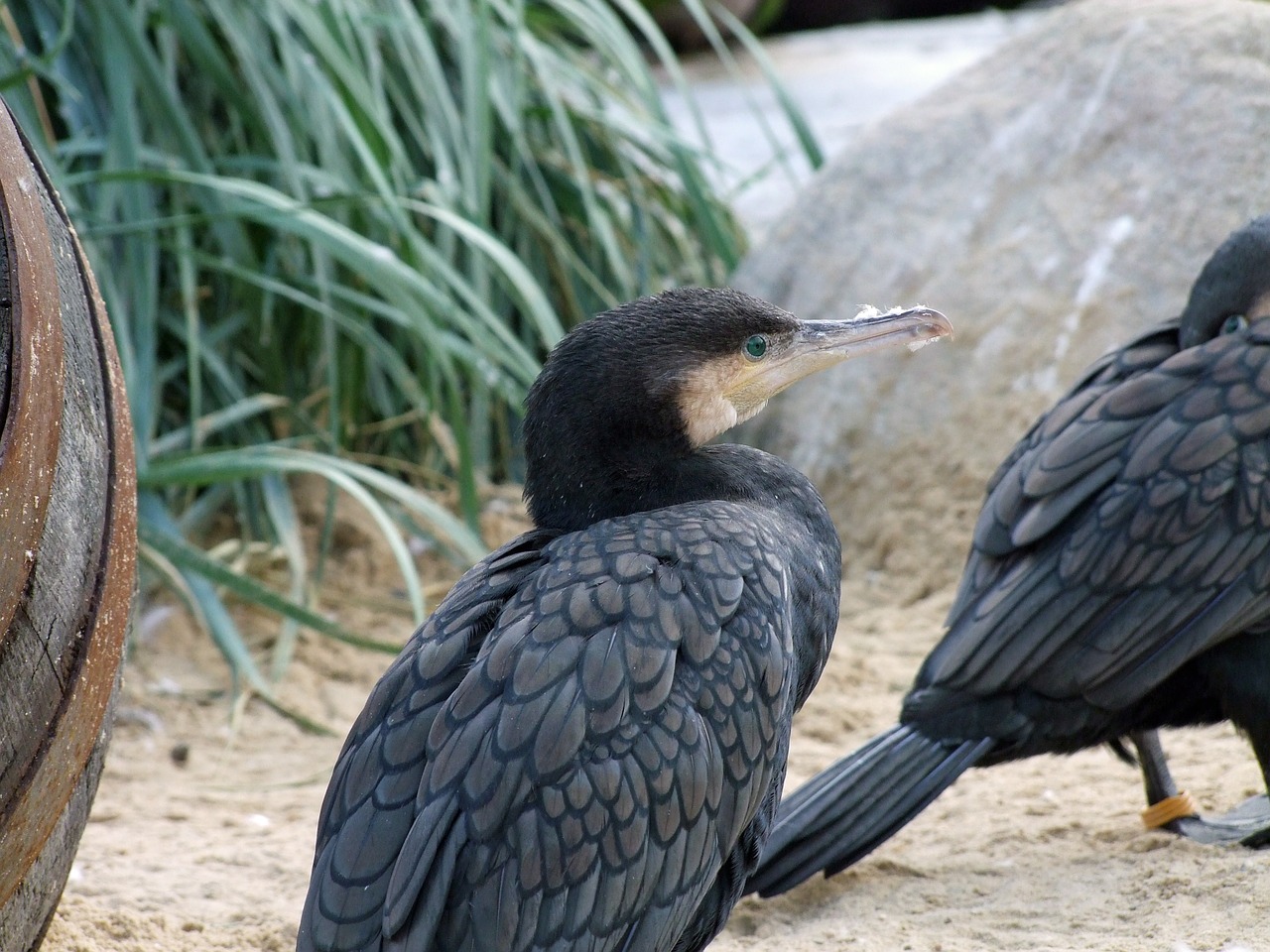 cormorant phalacrocorax carbo bird free photo