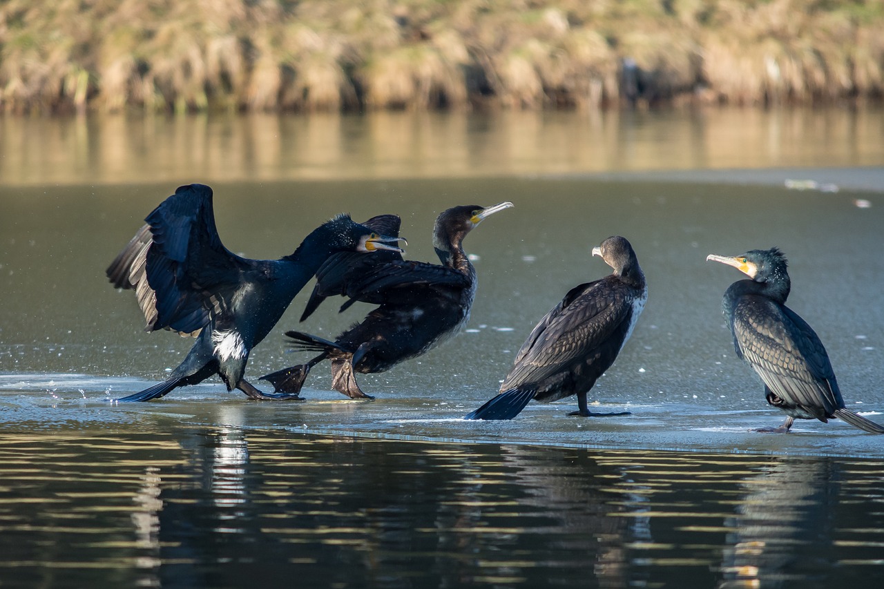 cormorant water bird bird free photo