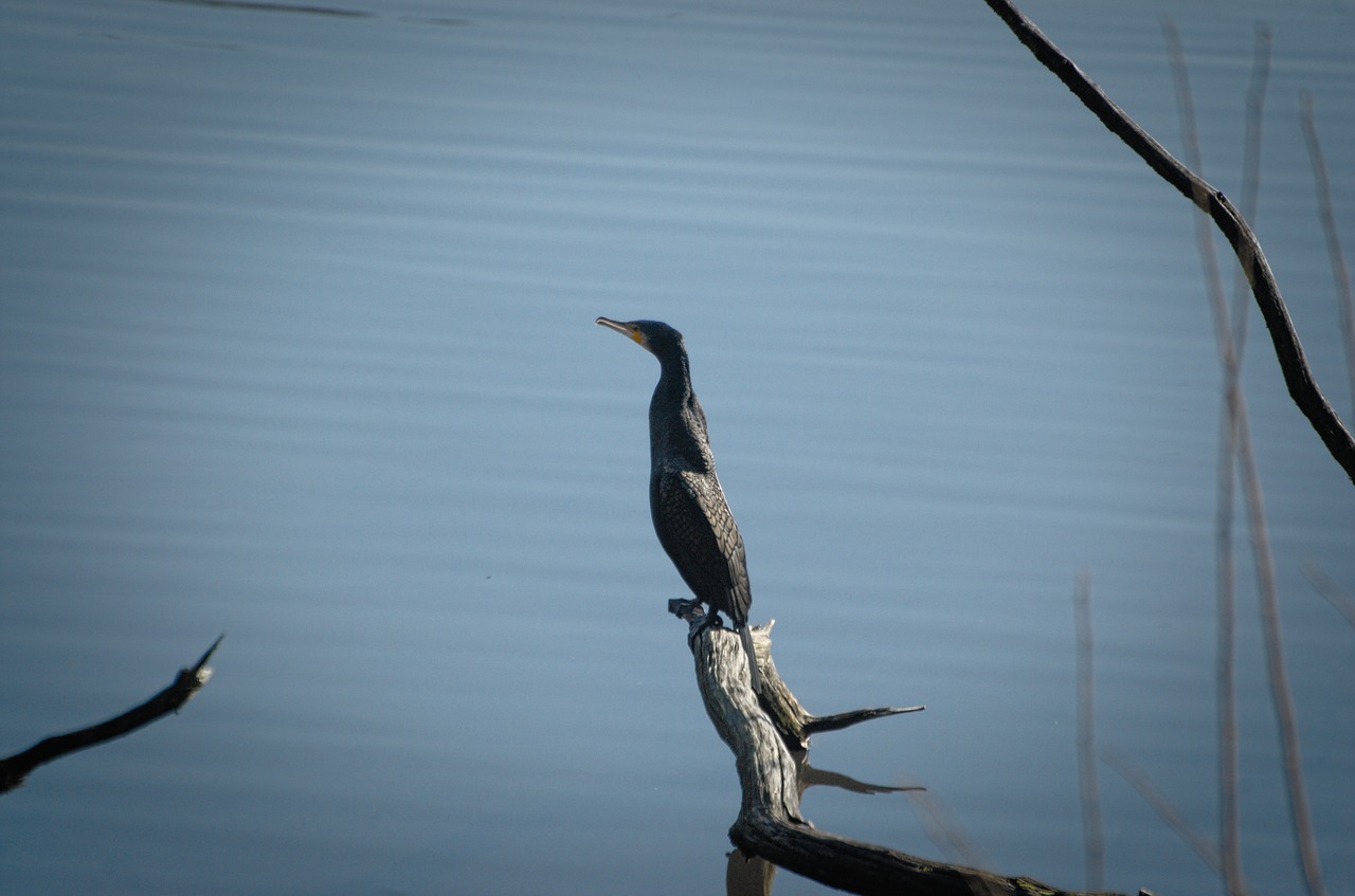 cormorant bird seevogel free photo