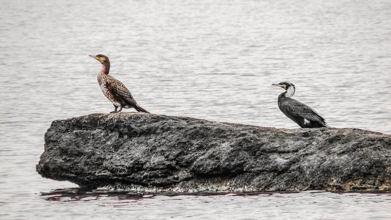 cormorant seabird wildlife free photo