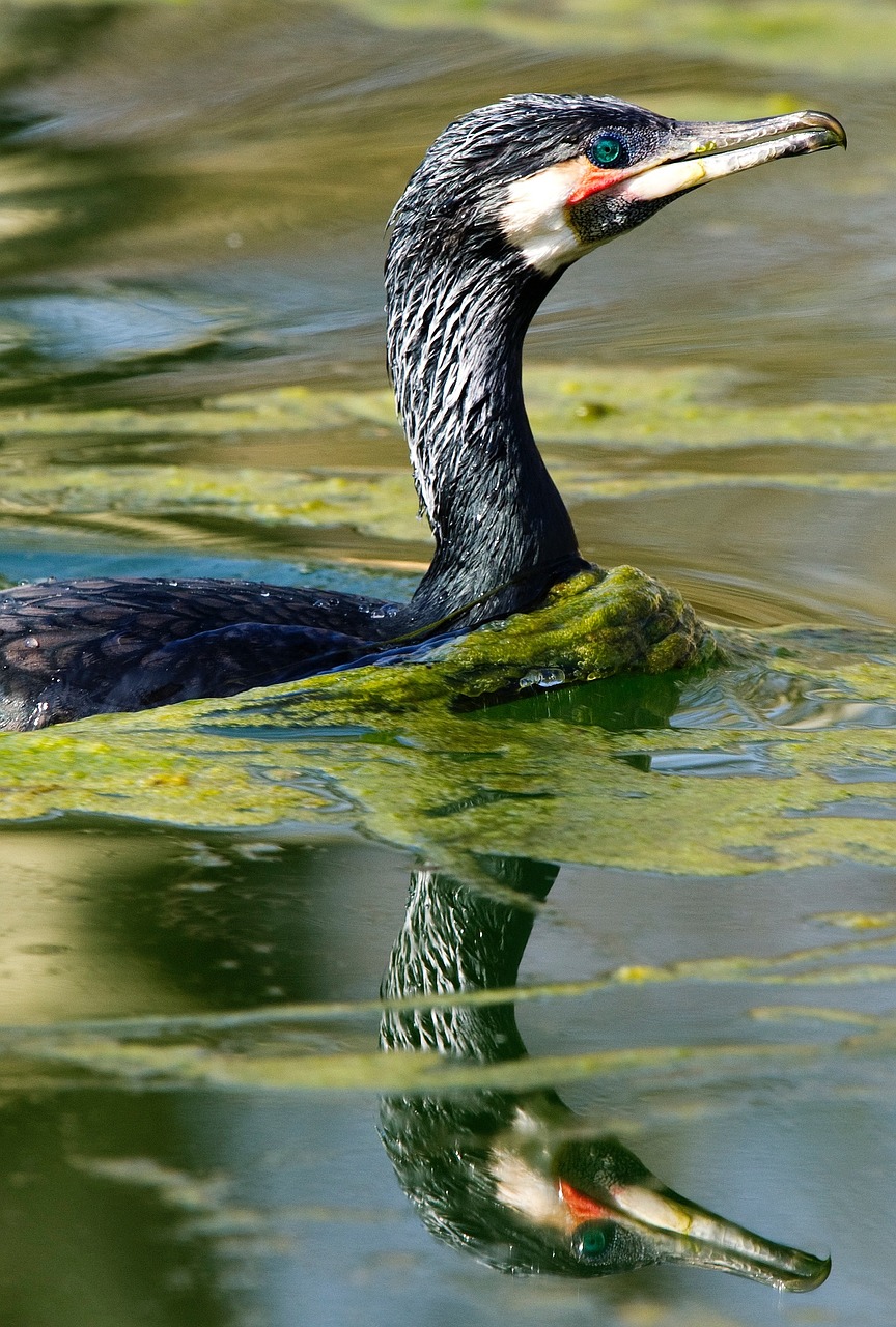 cormorant waterfowl birds free photo