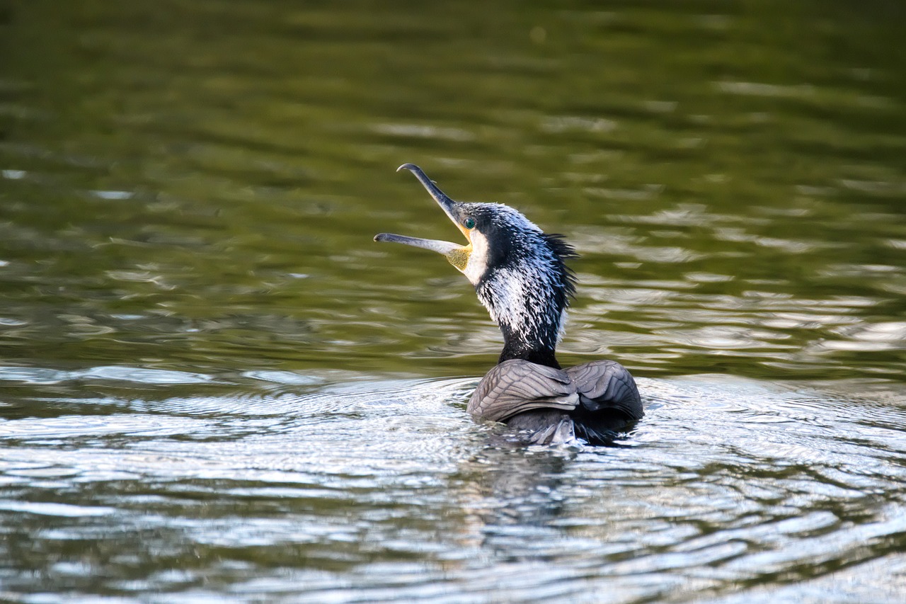 cormorant bird lake free photo