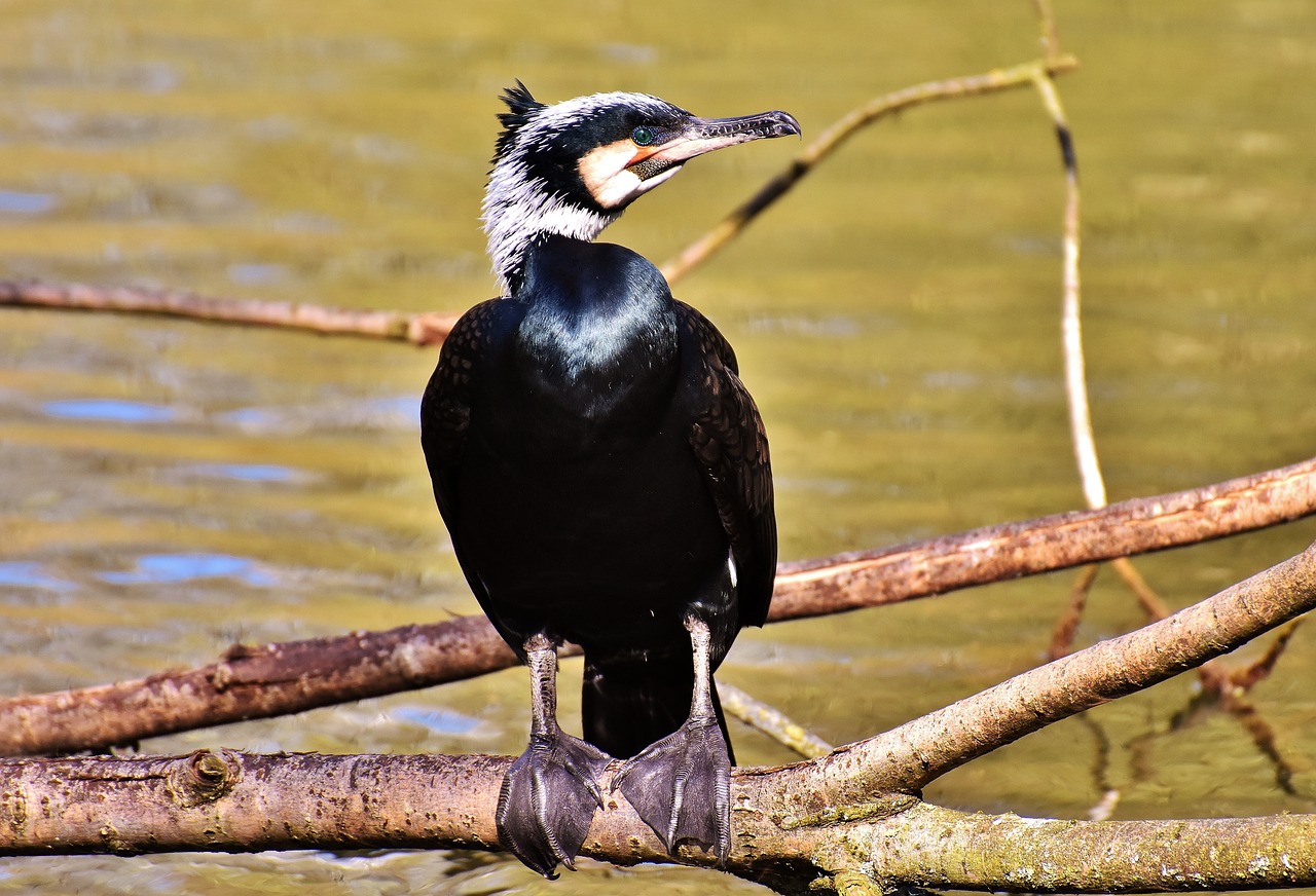 cormorant phalacrocorax carbo black free photo