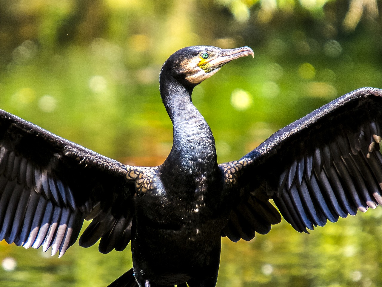 cormorant bird water bird free photo