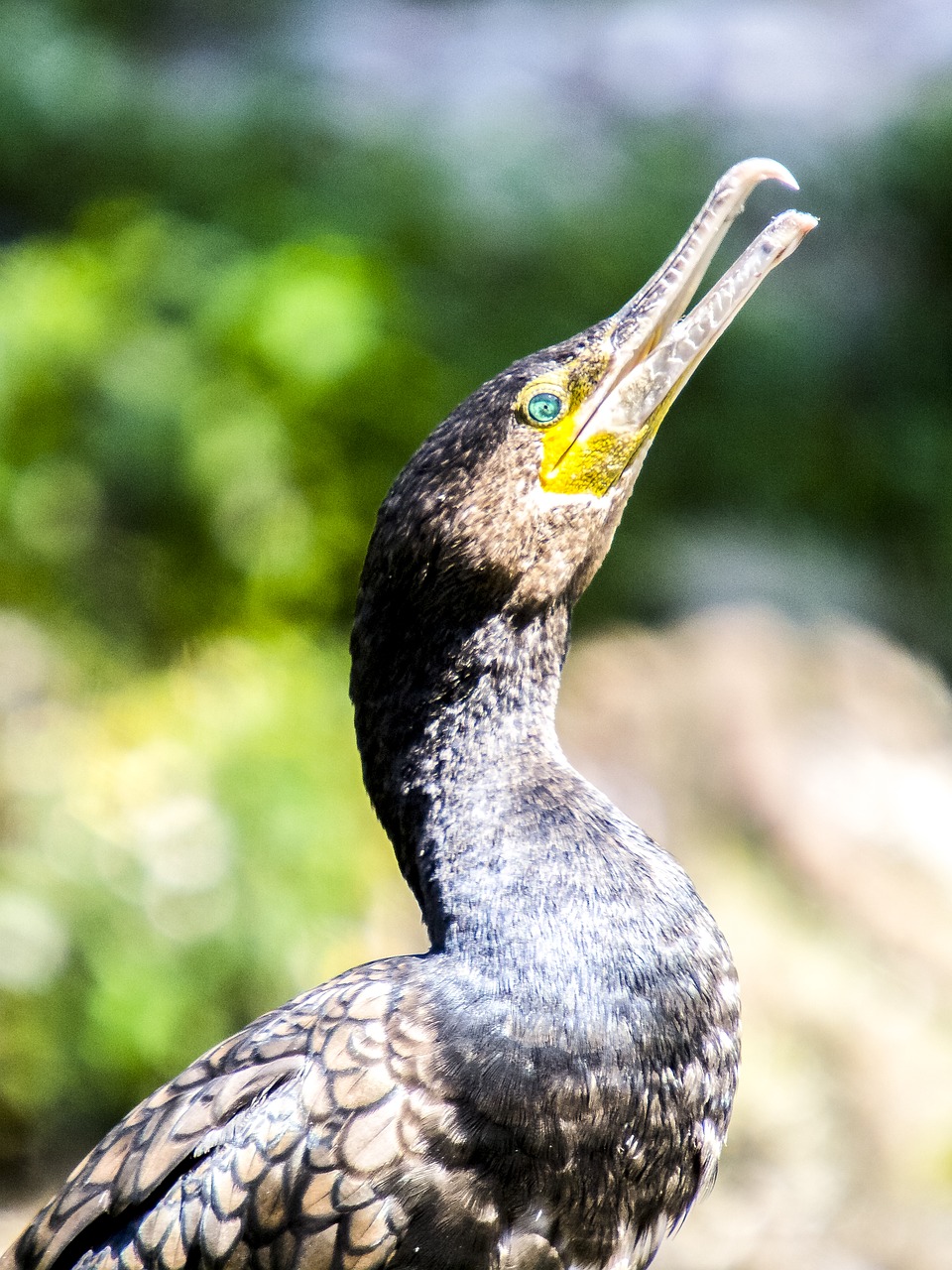 cormorant water bird bird free photo