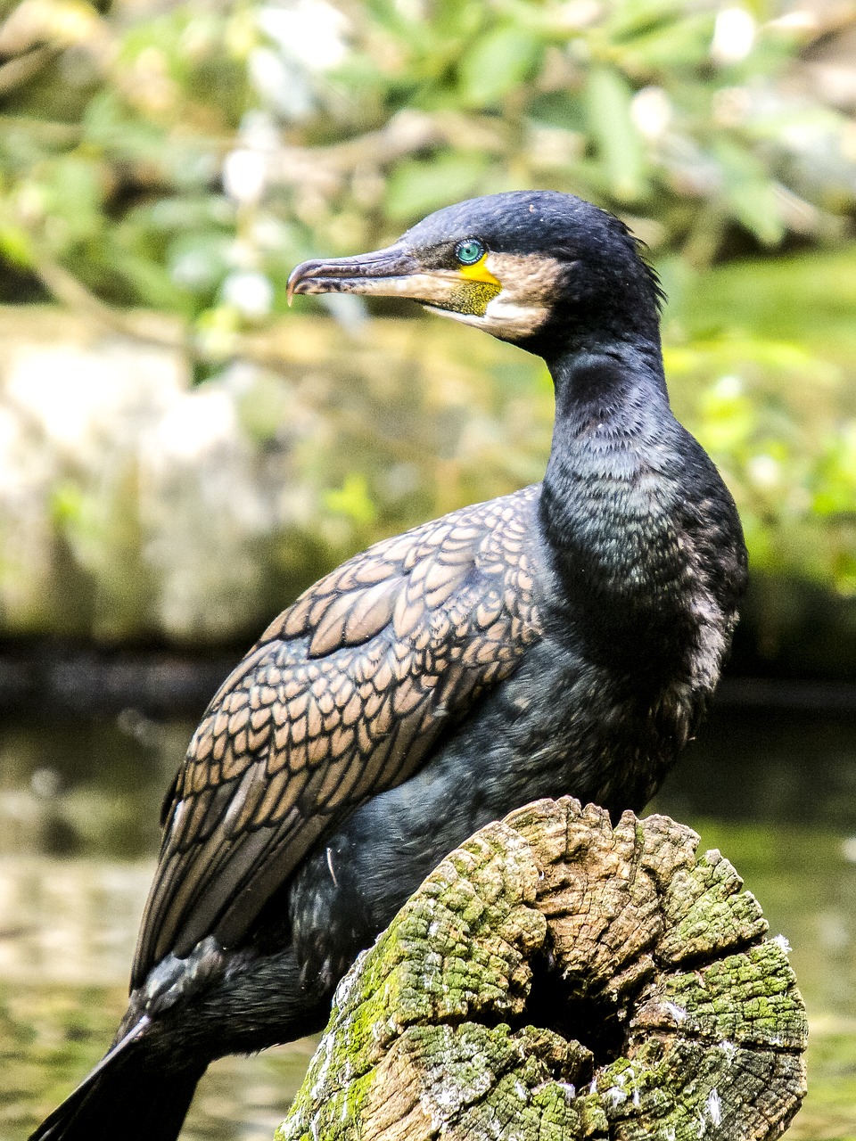 cormorant water bird bird free photo