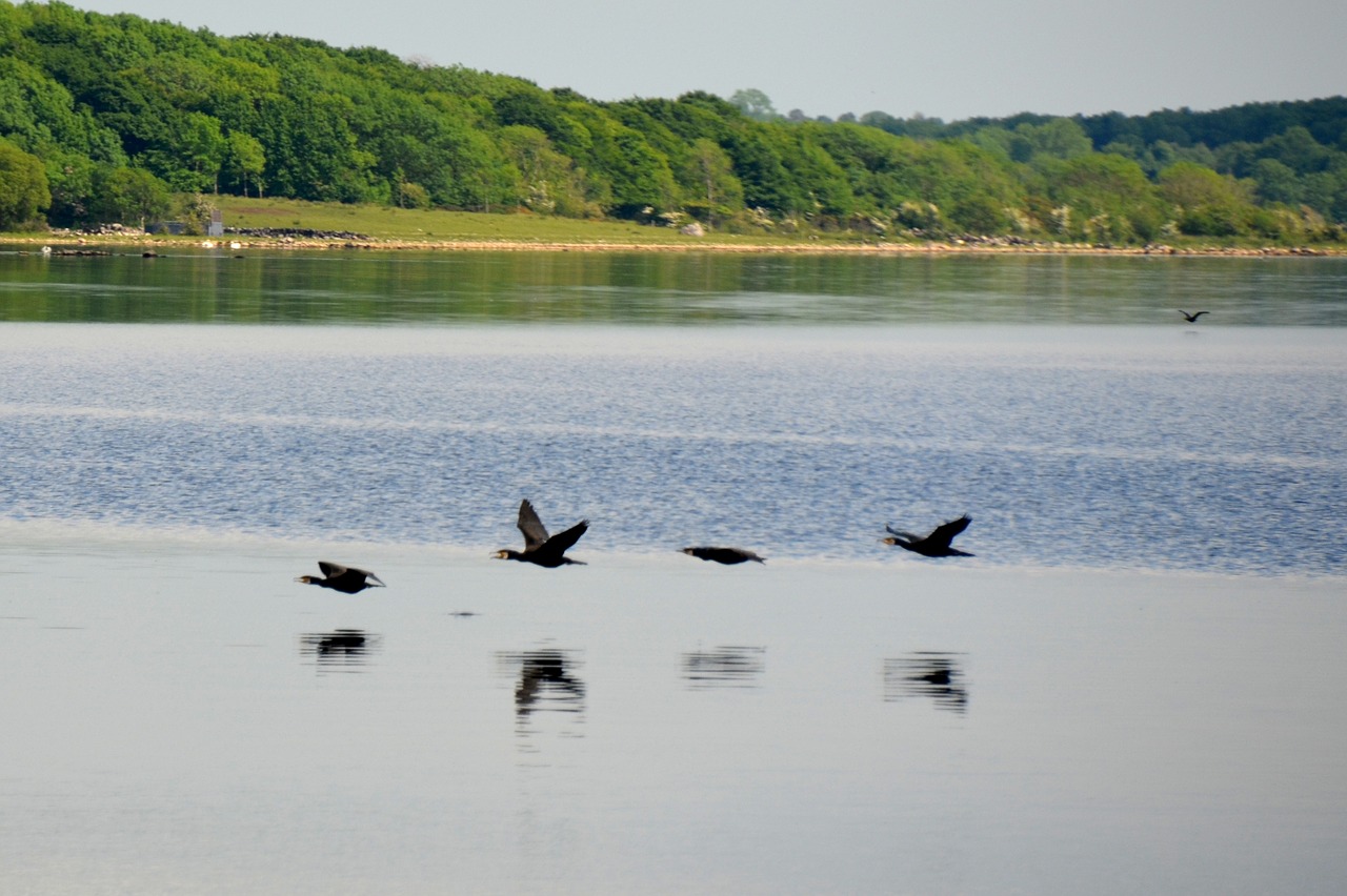 cormorant lake water free photo