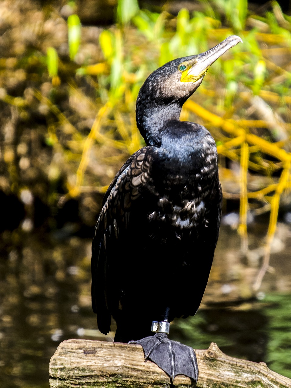 cormorant bird water bird free photo