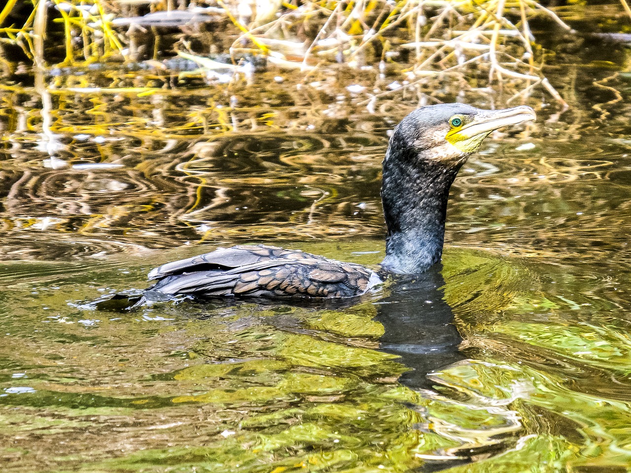 cormorant bird water bird free photo