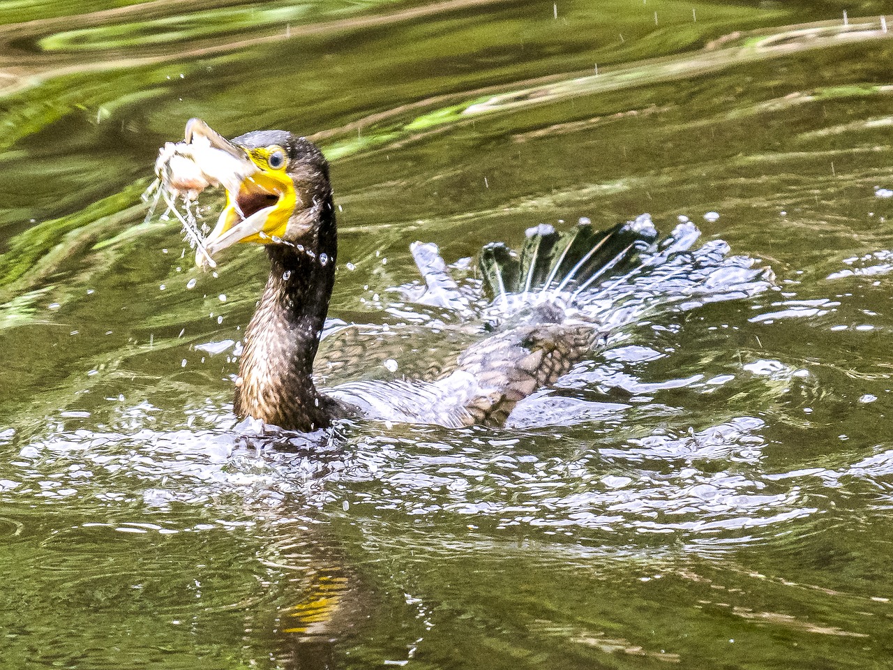 cormorant bird water bird free photo