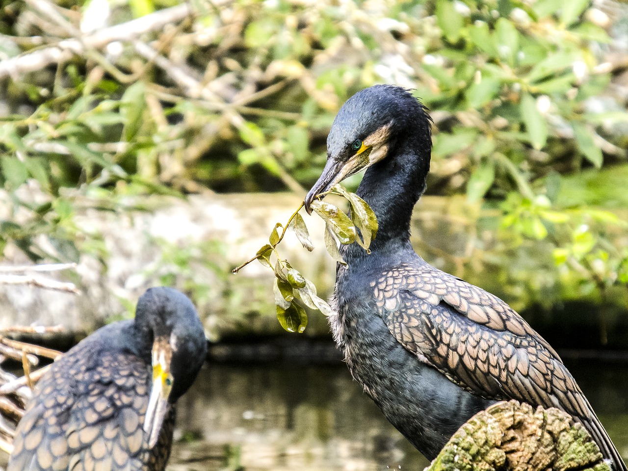 cormorant bird water bird free photo