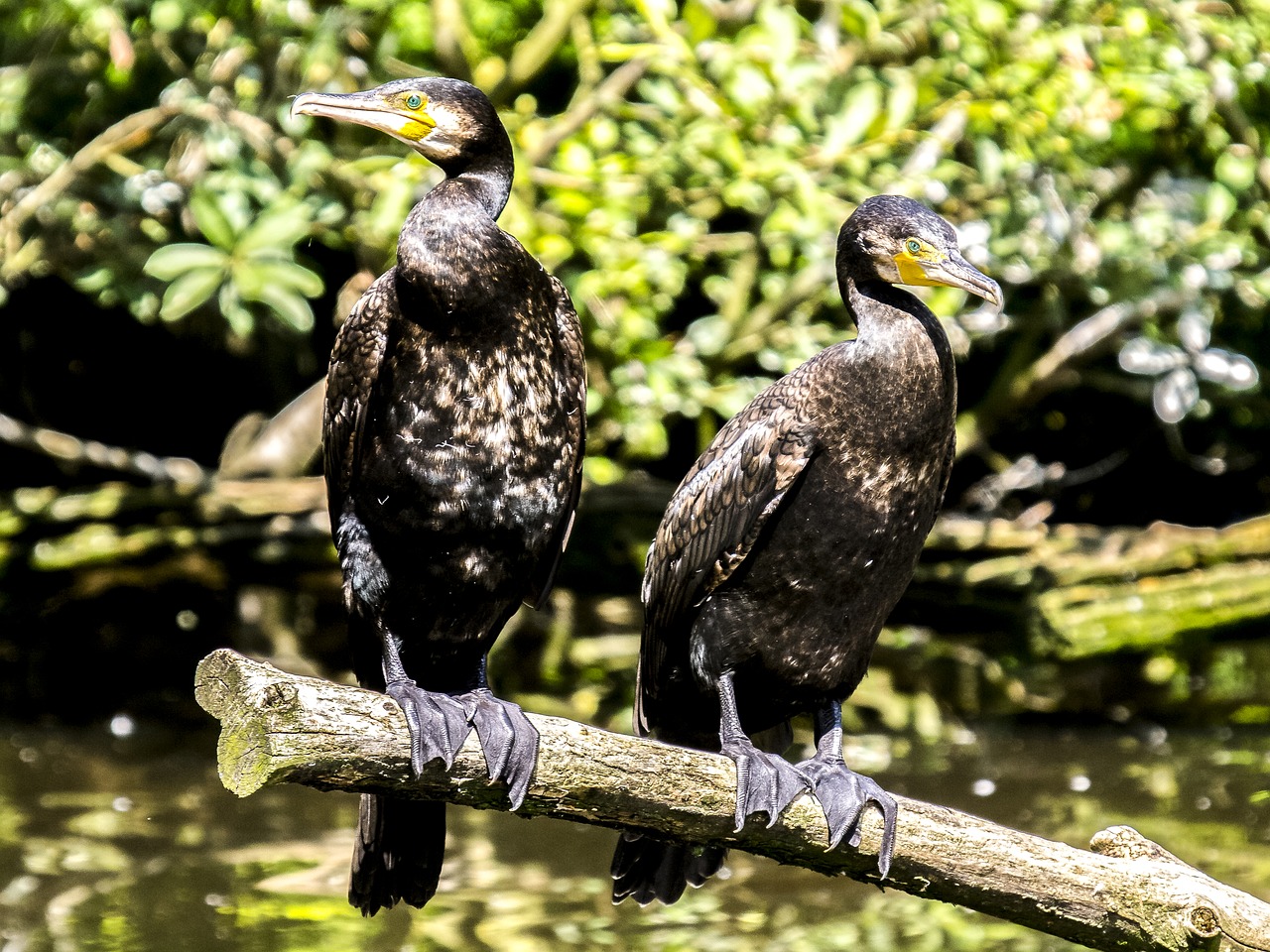 cormorant bird water bird free photo