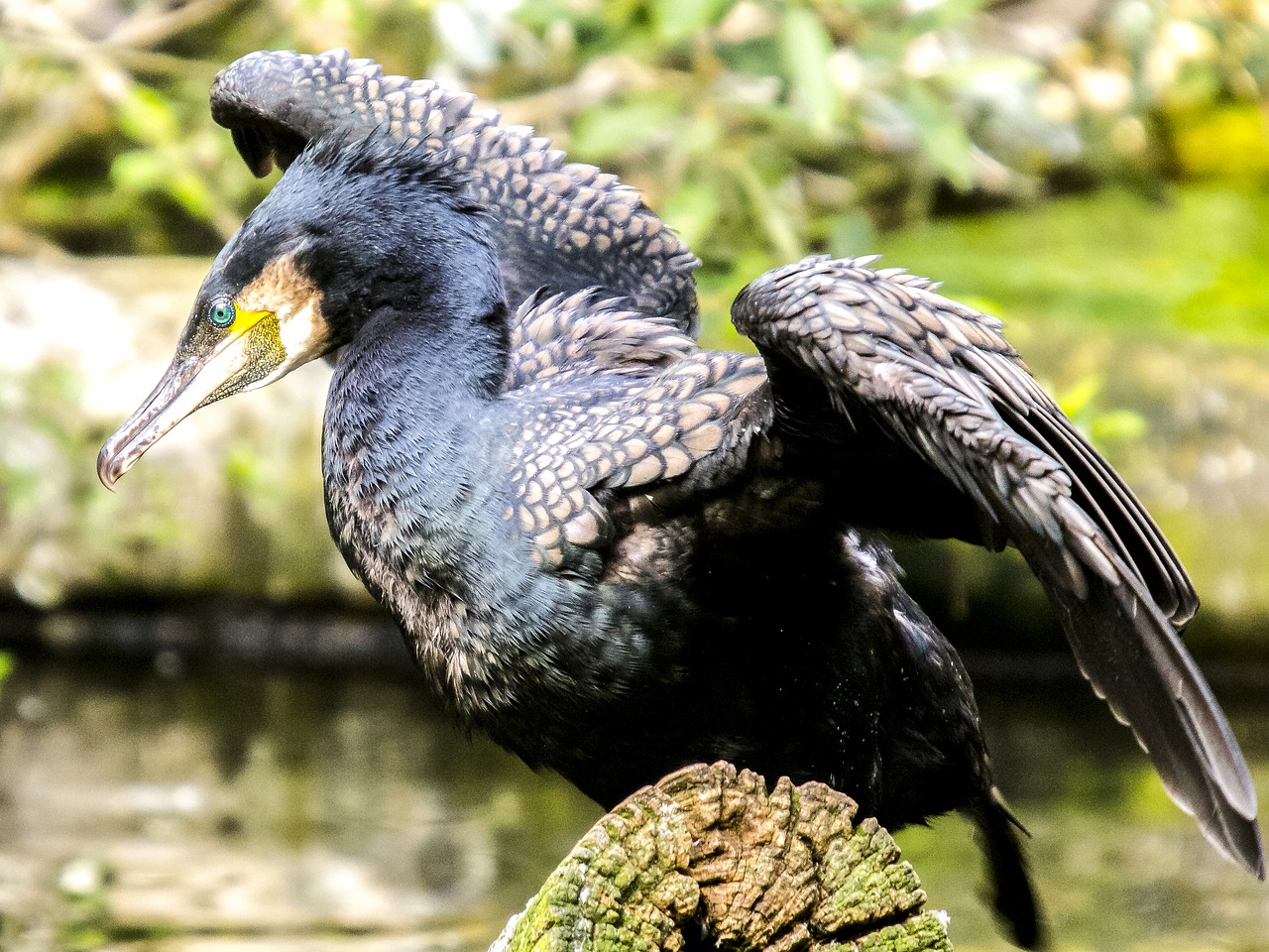 cormorant bird water bird free photo