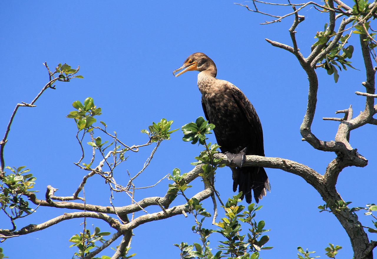 cormorant female nature free photo