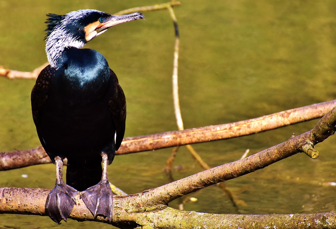 cormorant phalacrocorax carbo black free photo