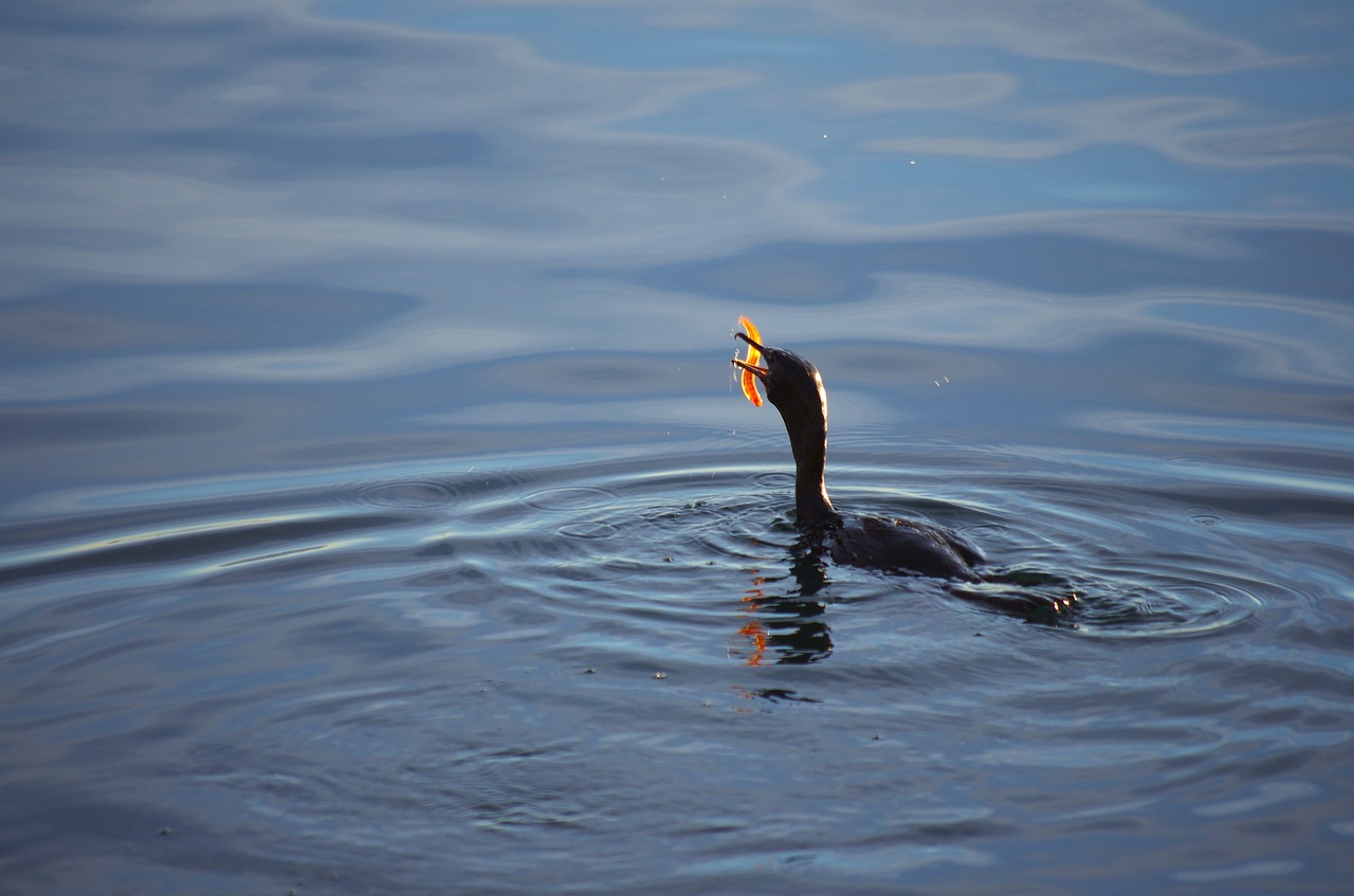 cormorant bird sea free photo