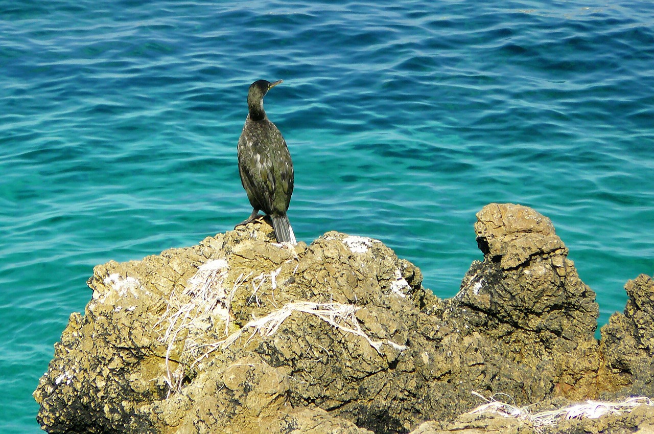 cormorant animal animals free photo