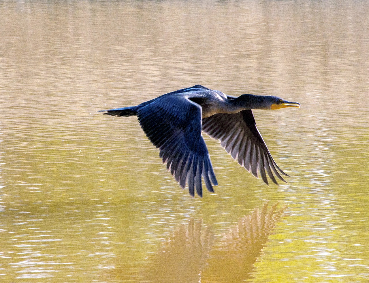 cormorant flying lake free photo