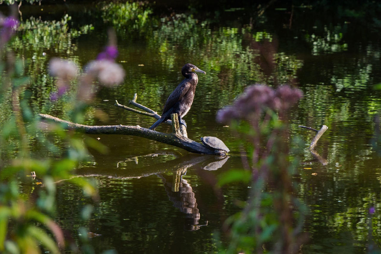 cormorant turtle lake free photo