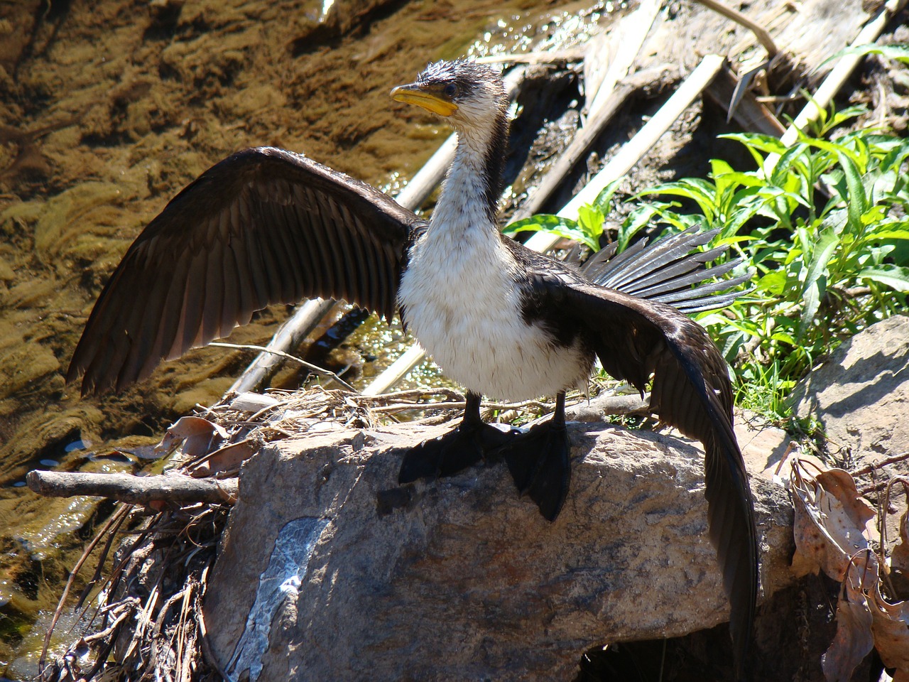 cormorant wetland bird free photo