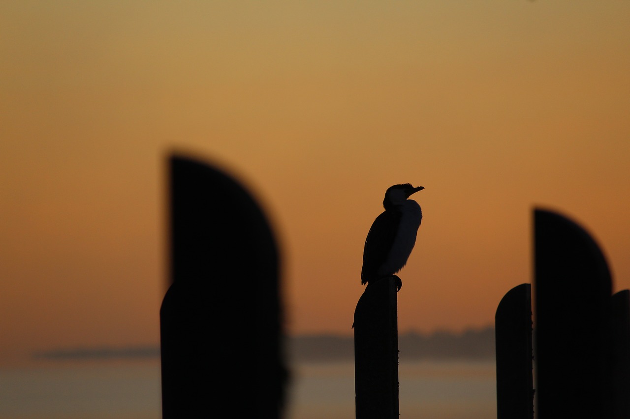 cormorant jetty pier free photo