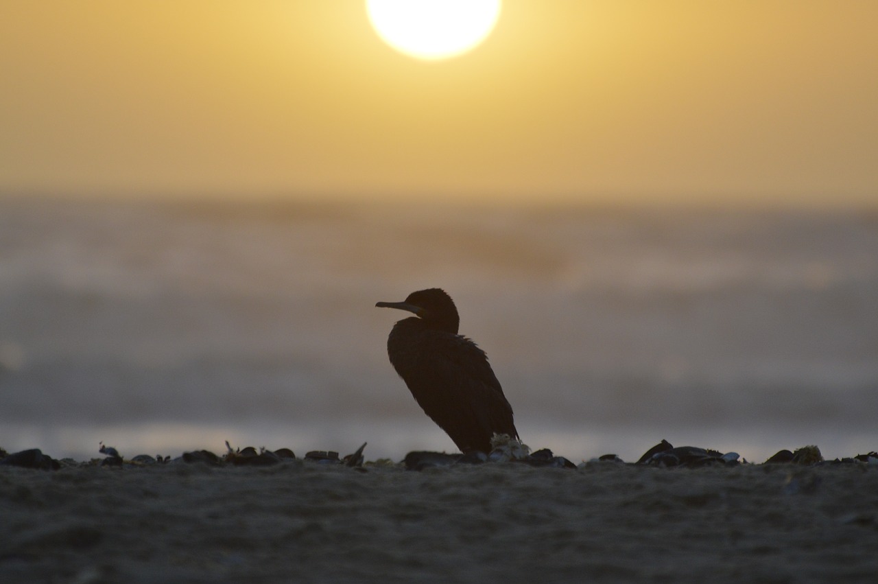 cormorant sunset sea free photo
