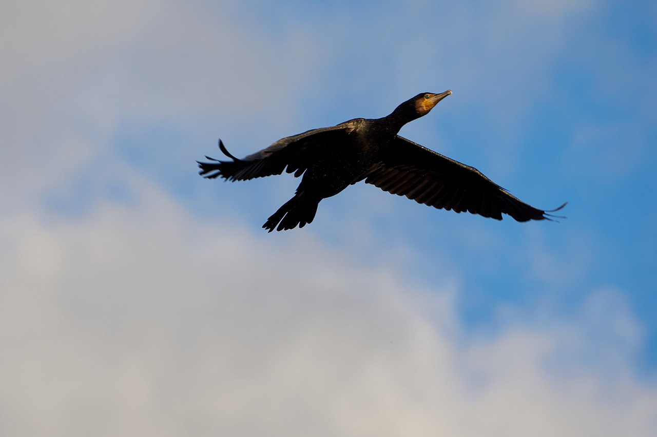 cormorant bird fly free photo