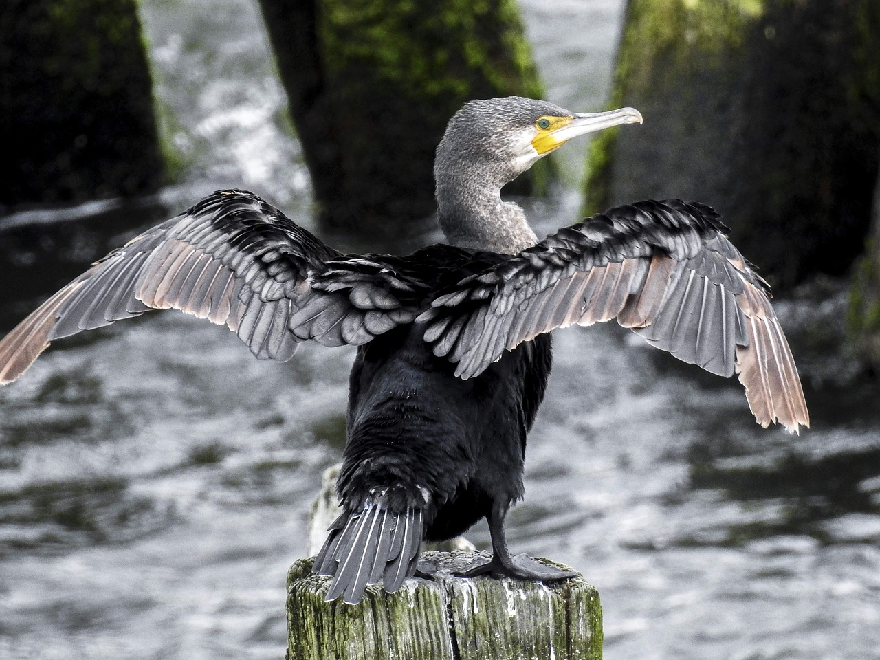 cormorant bird water bird free photo