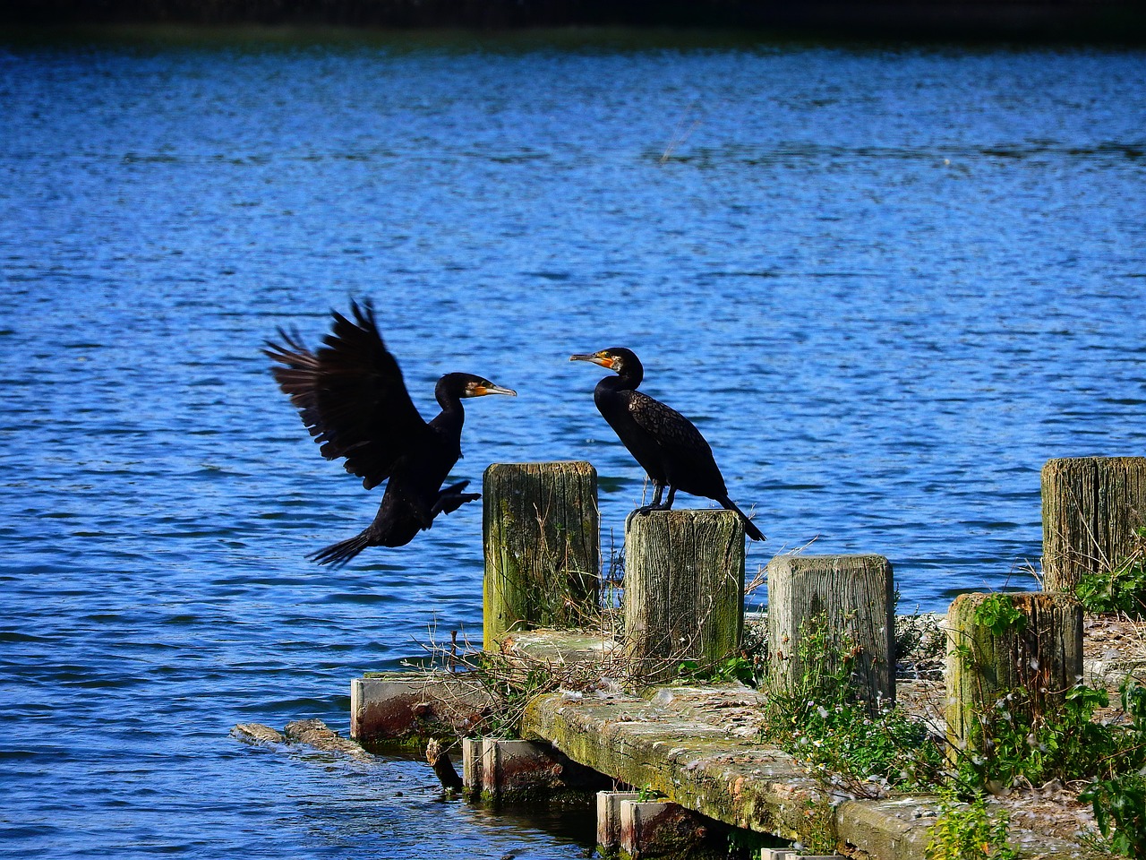 cormorant ansitz approach free photo