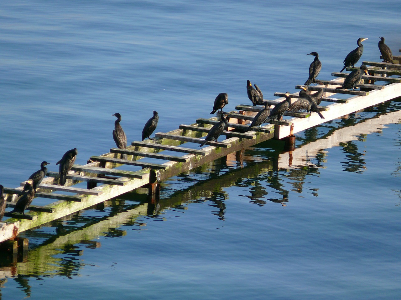 cormorant bird birds free photo