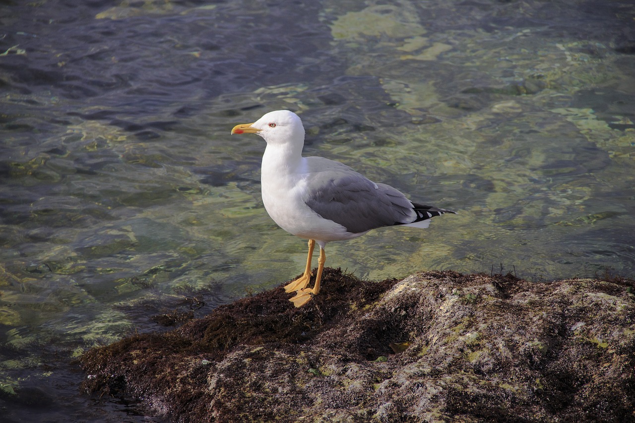 cormorant  bird  sea free photo