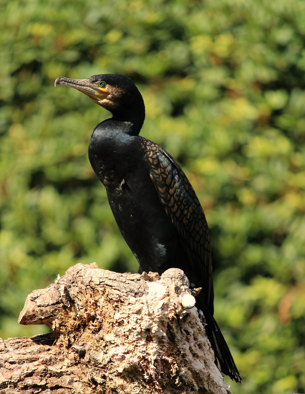 cormorant  phalacrocoracidae  bird free photo