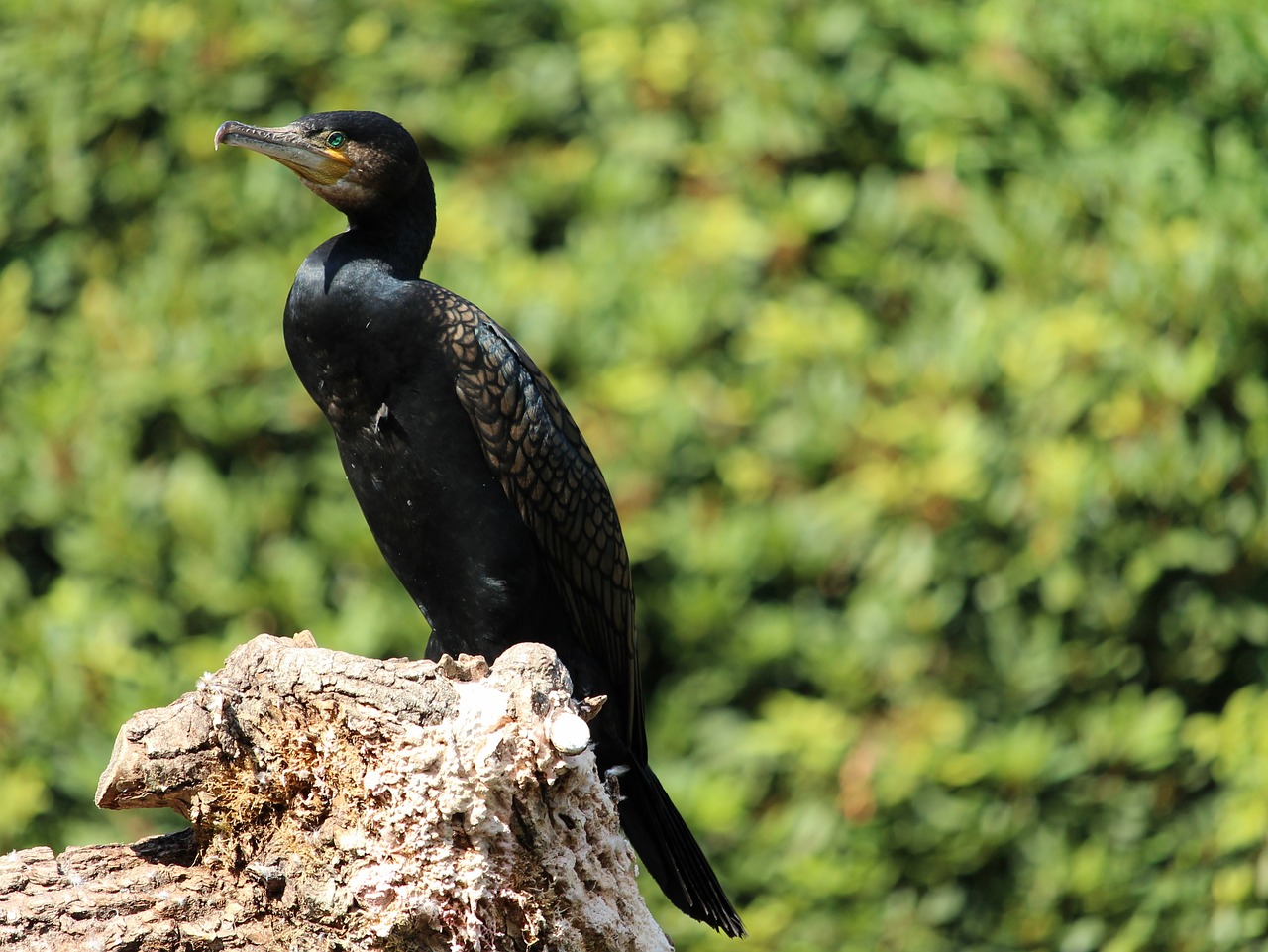 cormorant  bird  water bird free photo