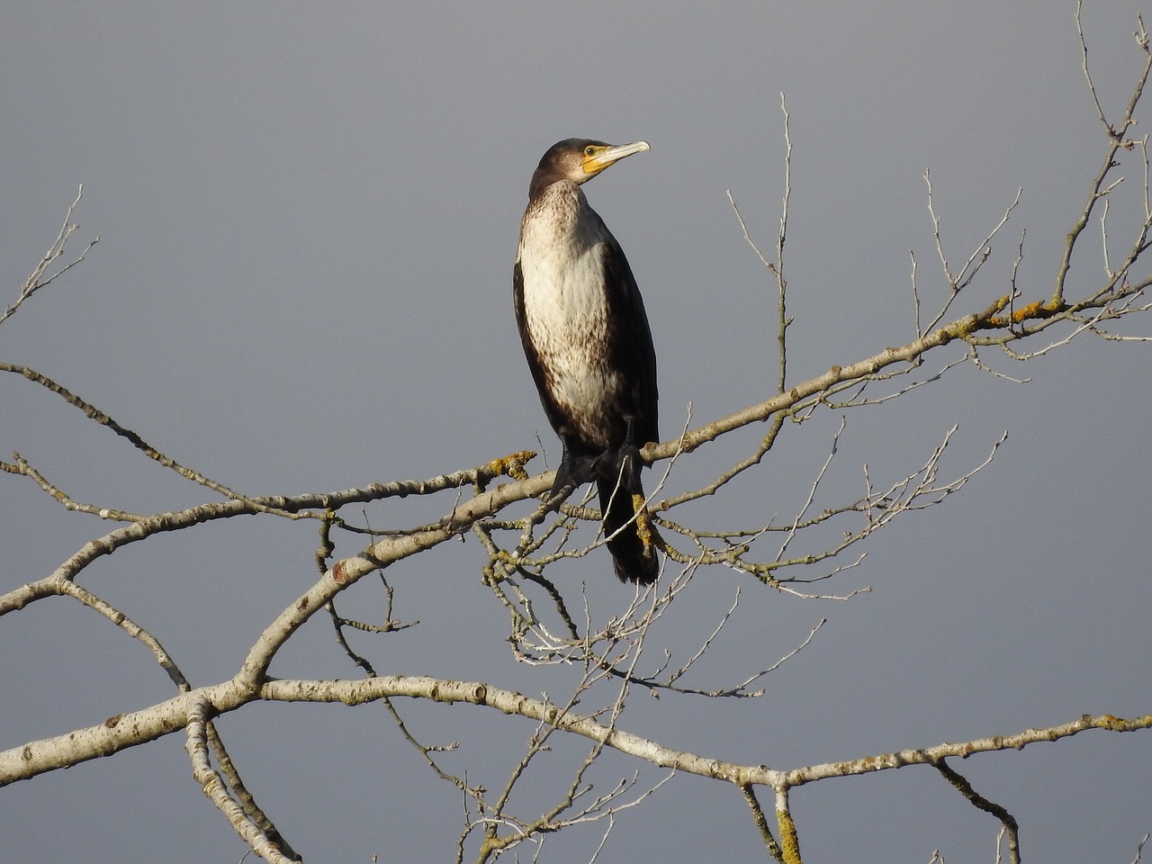 cormorant  bird  water bird free photo