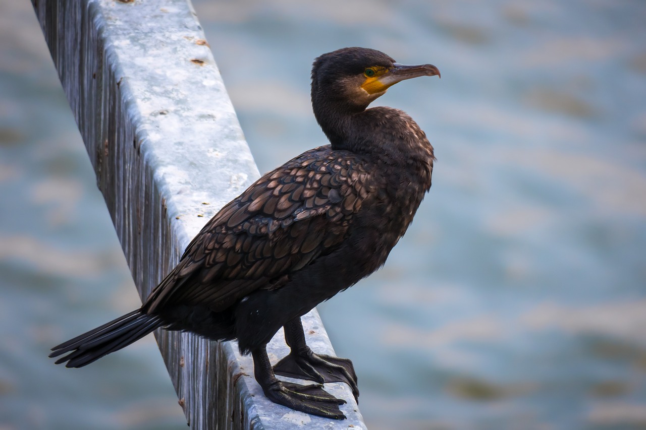 cormorant  bird  water bird free photo