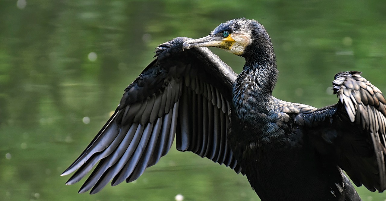 cormorant  phalacrocorax carbo  black free photo