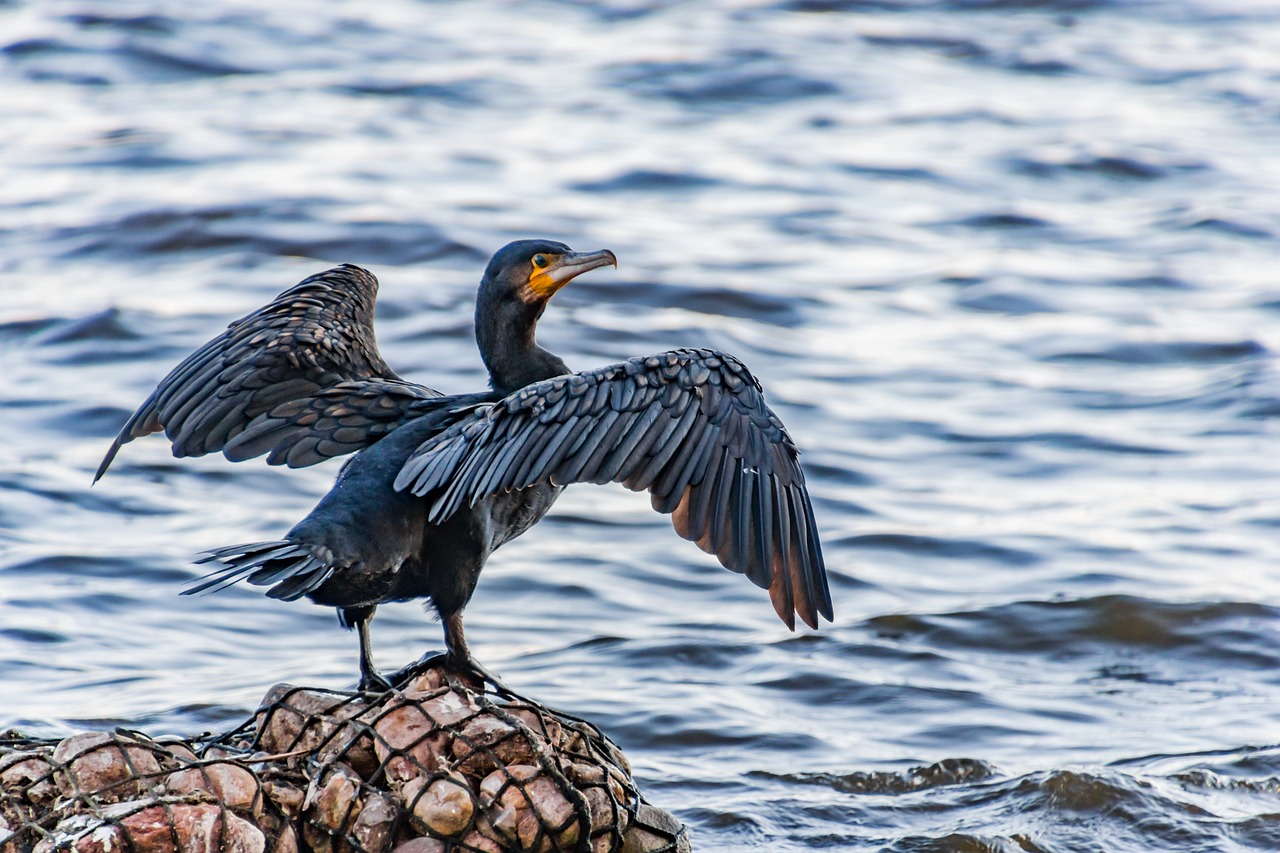 cormorant  bird  water bird free photo