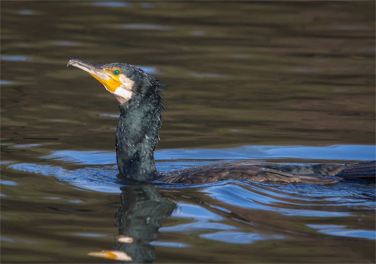 cormorant  birds  water bird free photo