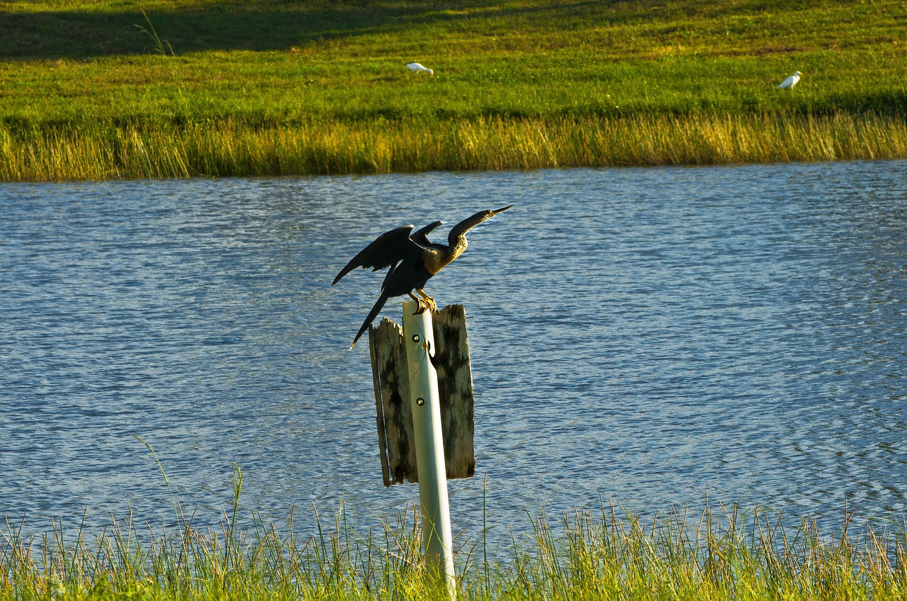 cormorant  bird  nature free photo