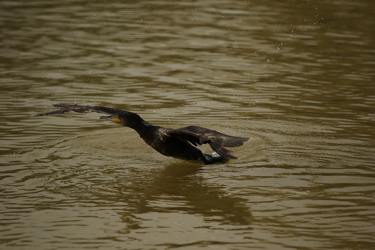 cormorant  bird  water bird free photo